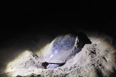 MERU BETIRI (TURTLE)