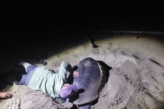 MERU BETIRI (TURTLE)