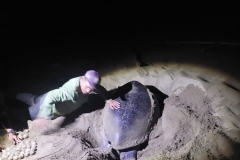 MERU BETIRI (TURTLE)
