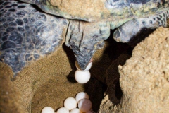 MERU BETIRI (TURTLE)