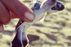 MERU BETIRI (TURTLE)