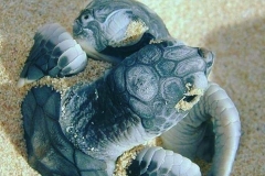 MERU BETIRI (TURTLE)